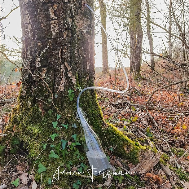 Récolte de l'eau de bouleau