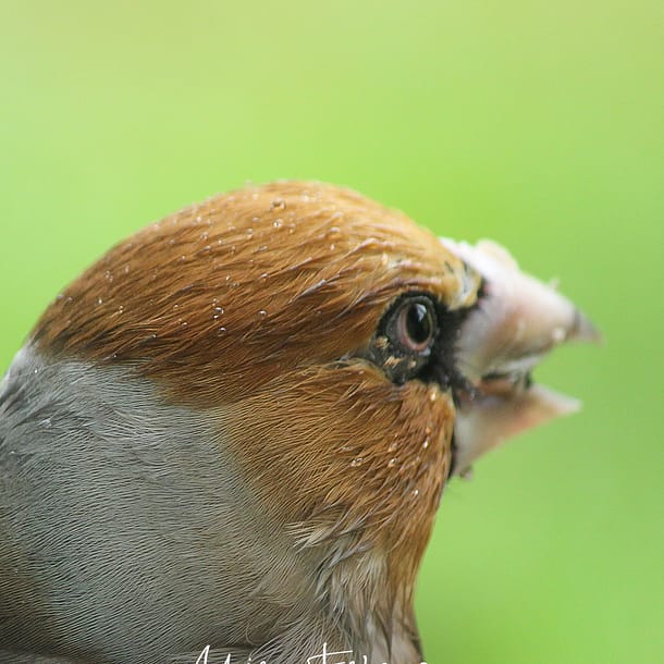 Gros-bec casse noyaux au jardin naturel