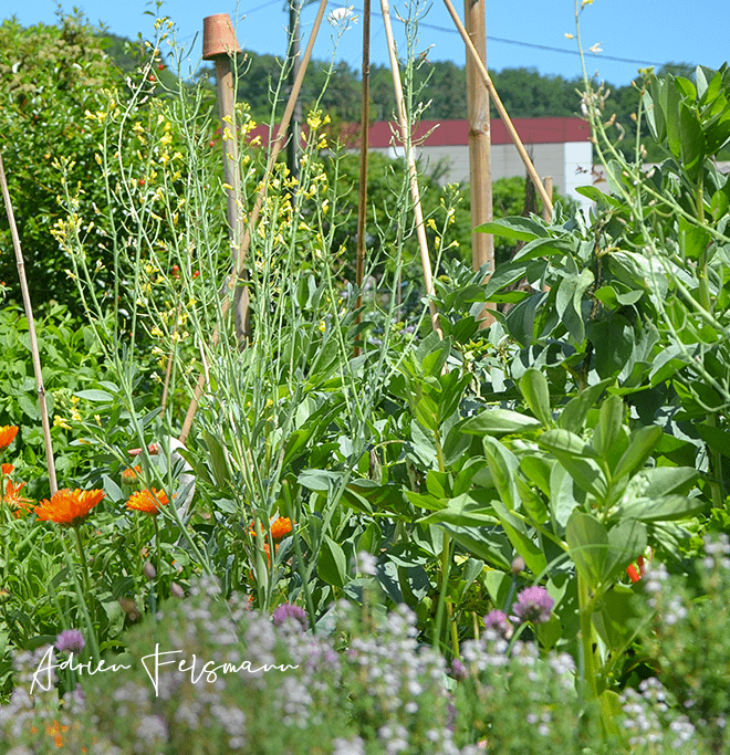 Associations de fleurs au potager dans un jardin de ville