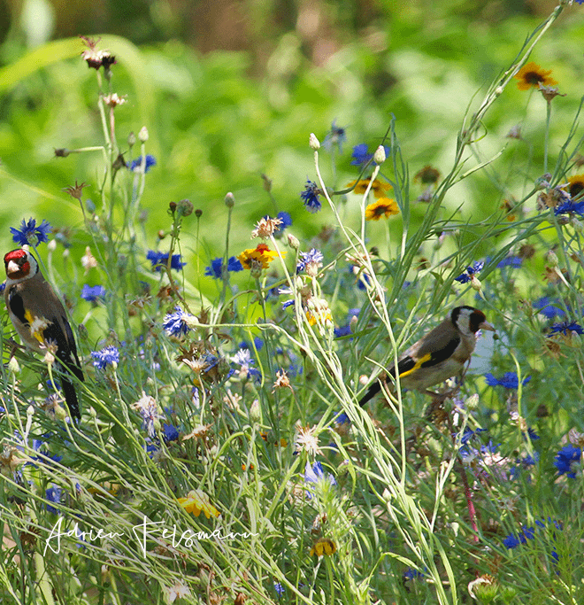 Oiseaux dans une prairie fleurie champêtre