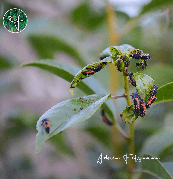 Larves de coccinelles sur un cerisier nain