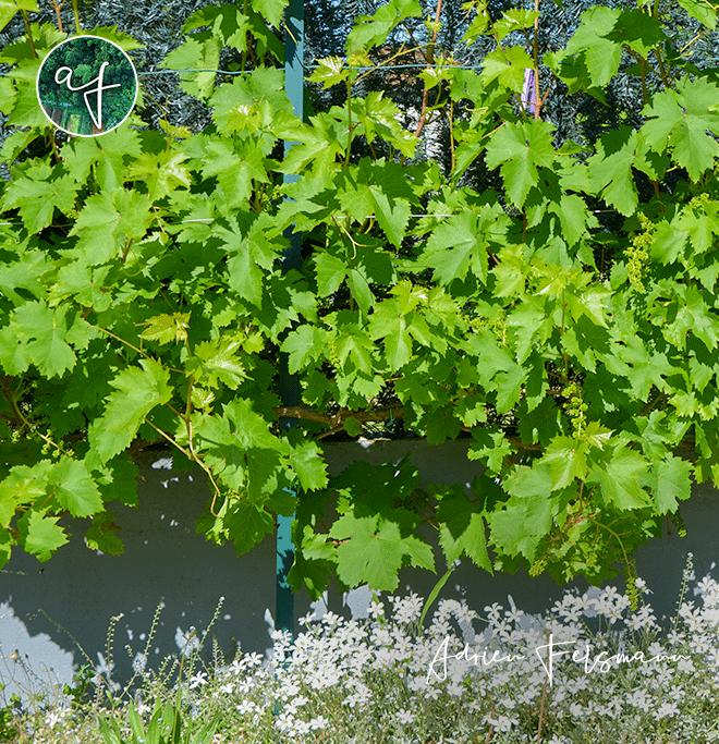 Vigne palissée dans un jardin de ville