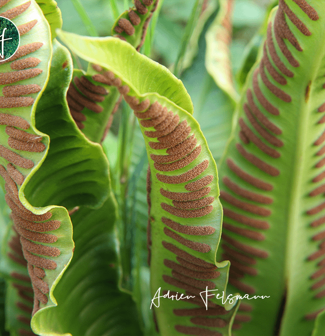 Feuillage de fougère scolopendre