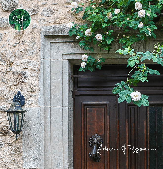 Rosier grimpant parfumé