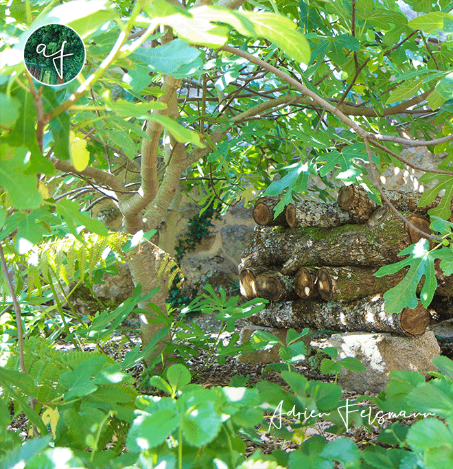Culture de champignons comestibles en permaculture