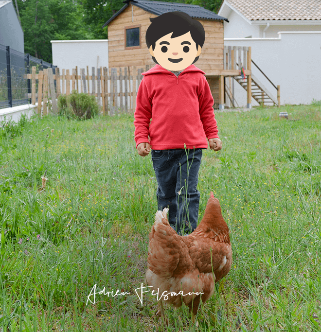 Les poules au jardin nourricier familial