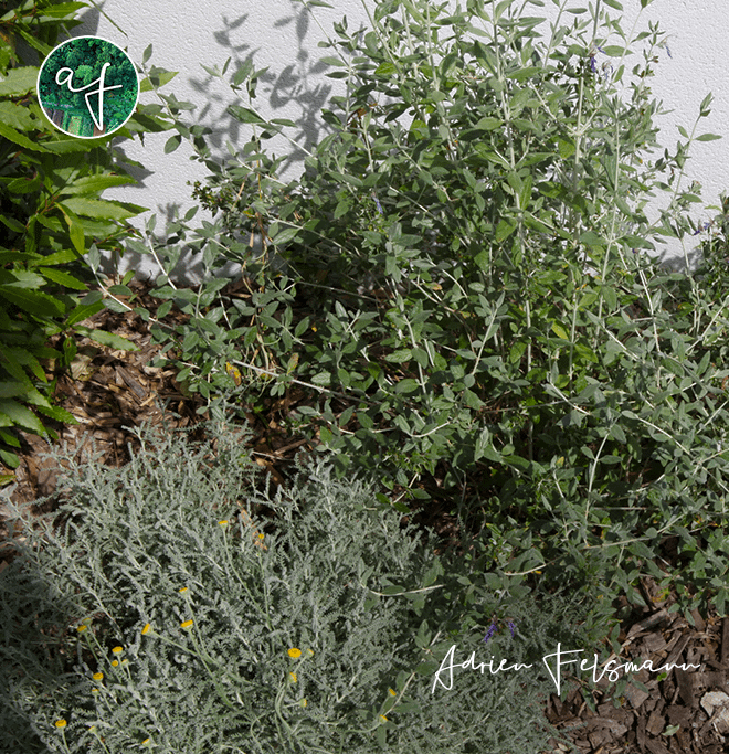 Plantes à port boule santoline et germandrée