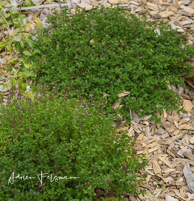 Thym et pervenche en couvre-sol au jardin naturel