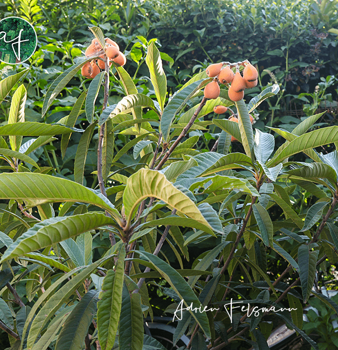 Néflier du japon dans un petit jardin nourricier