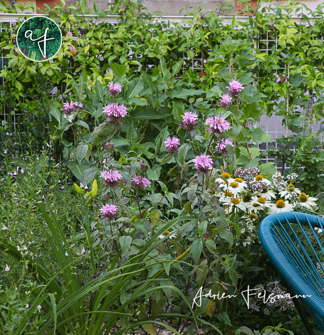 Petit jardin fleuri qui attire la biodiversité