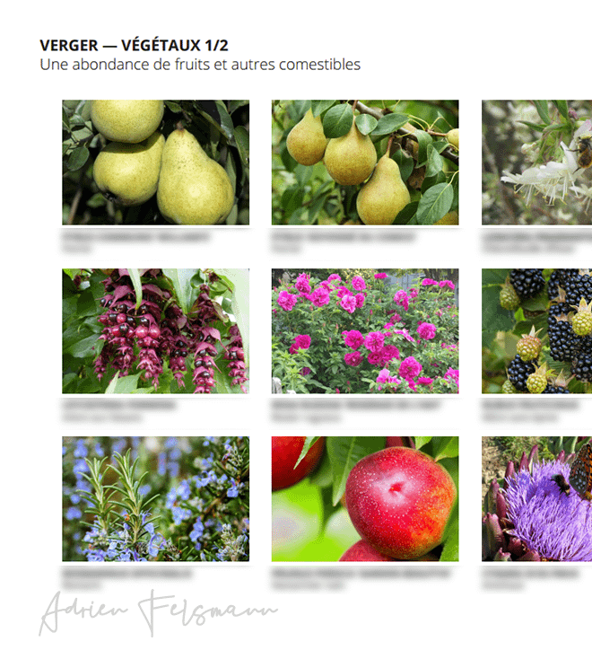 Palette végétale des fruitiers du jardin nourricier