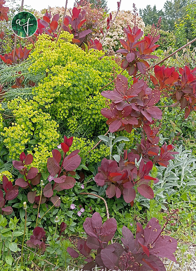 Euphorbe et cotinus pourpre dans un jardin urbain naturel