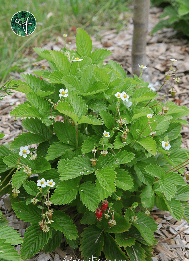 Fraisier en strate basse dans le jardin-forêt