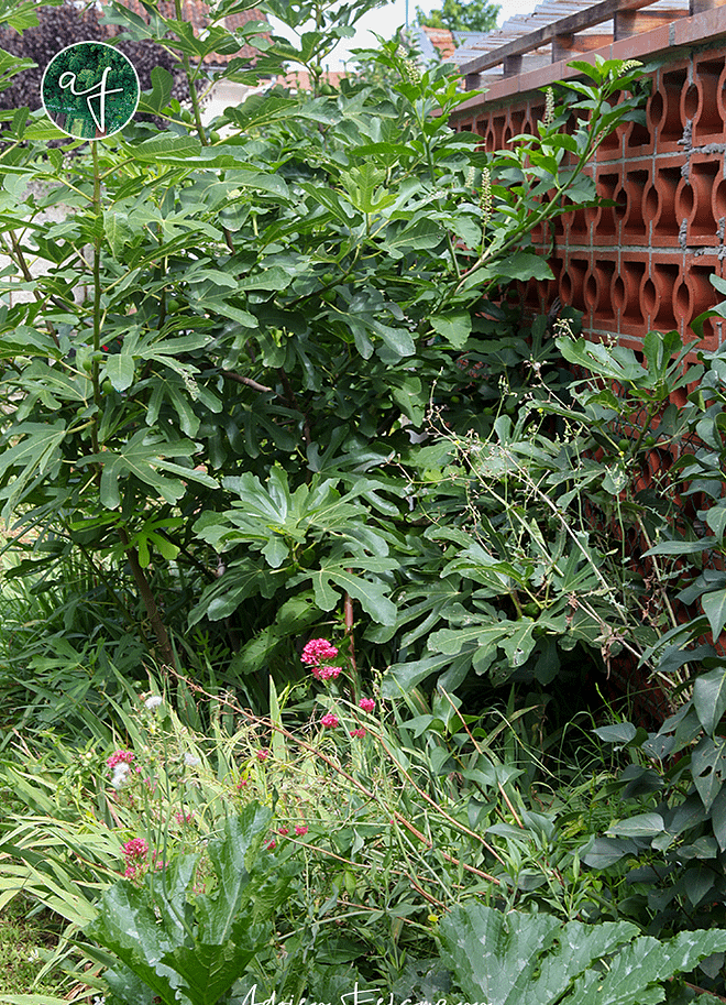 Guilde nourricière avec figuier et courgettes
