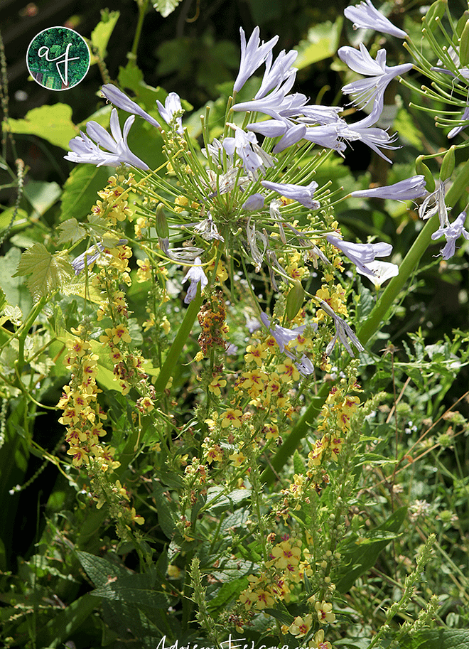 Jardin sec avec molènes et agapanthes
