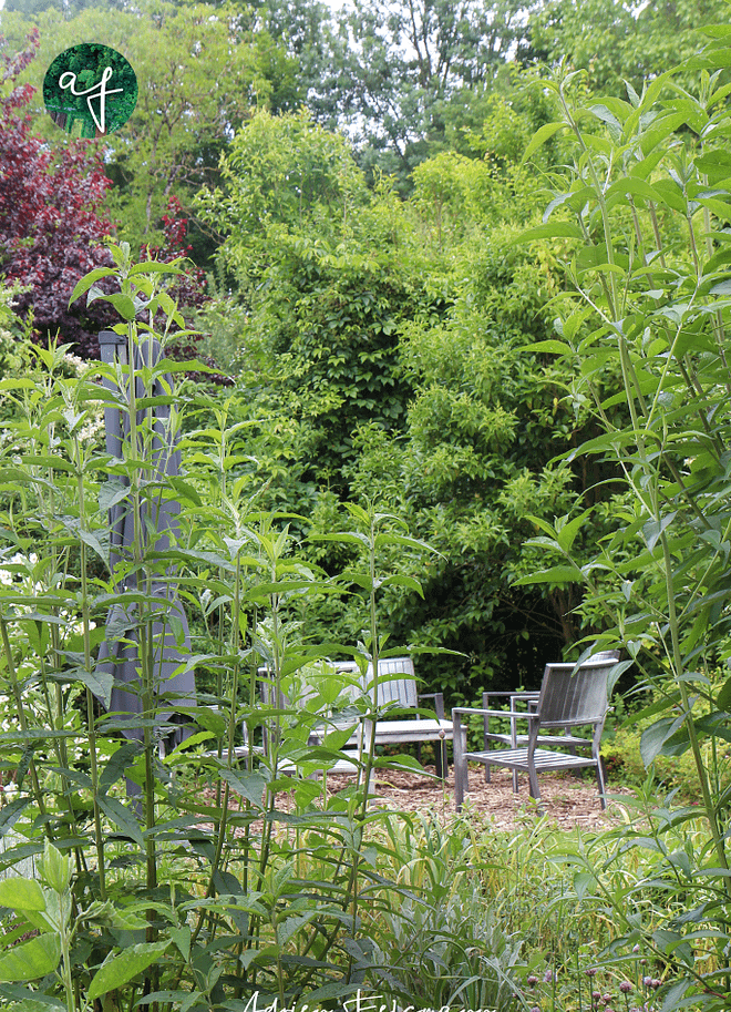 Coin senteurs et parfums au jardin des sens