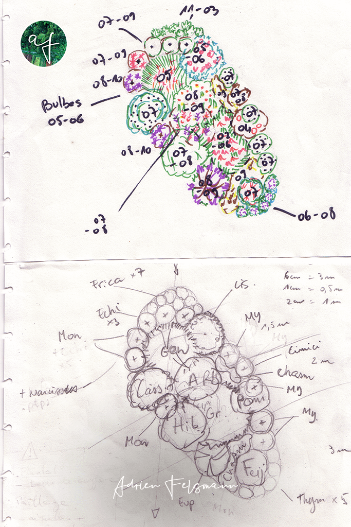 Plan de plantation réalisé lors d'un coaching conception de jardin