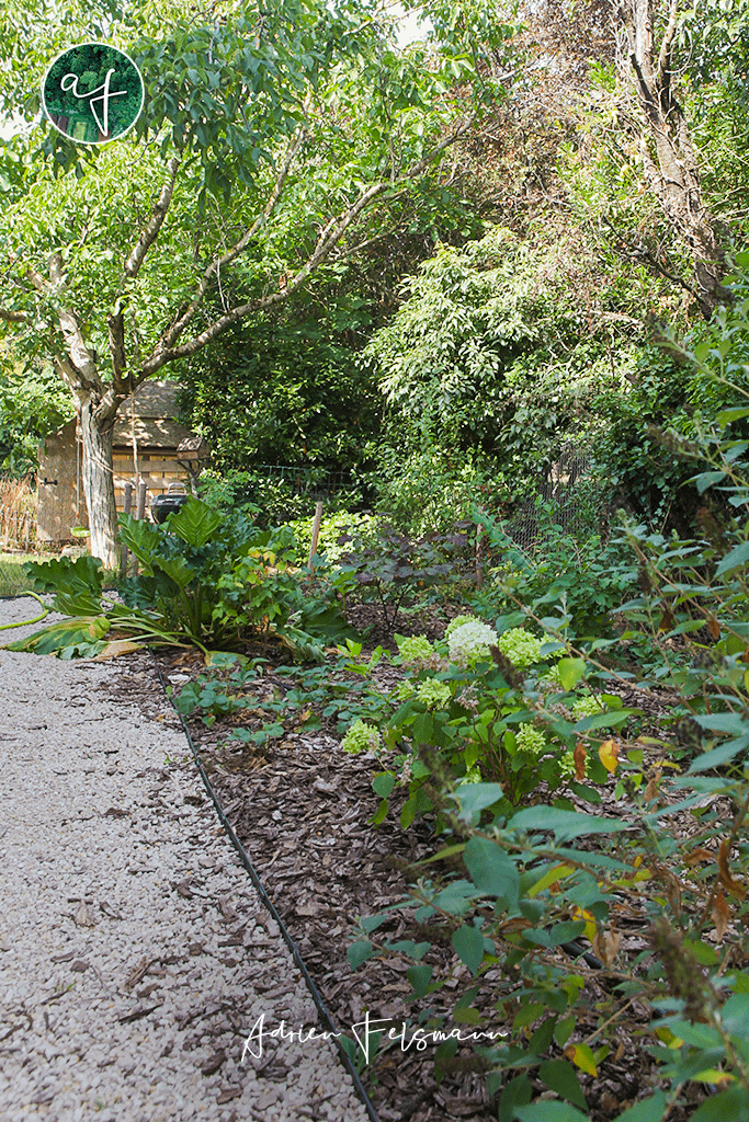 Haie brise-vue à l'ombre