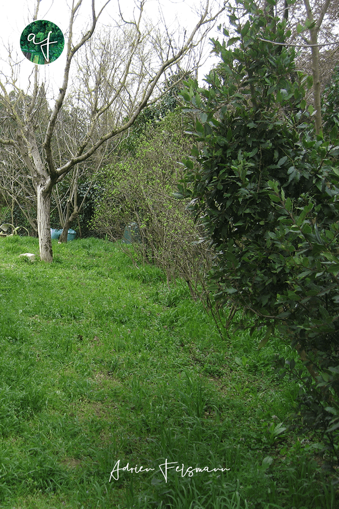 Jardin avant la plantation de la haie nourricière