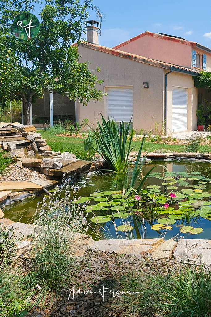 Bassin naturel, mare de biodiversité au jardin naturel