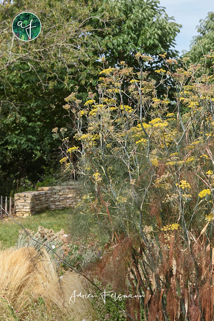 Couleurs naturelles du fenouil bronze et des stipas