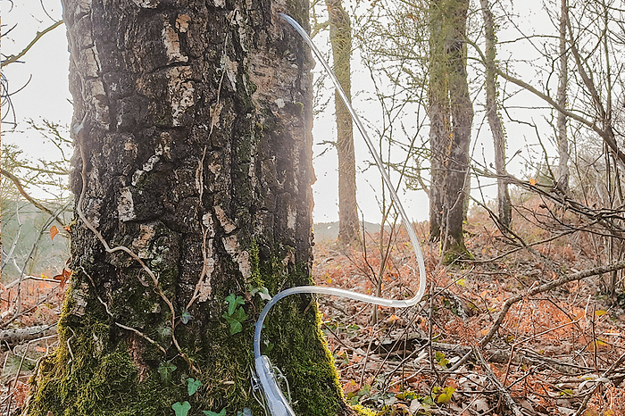 Récolte de l'eau de bouleau