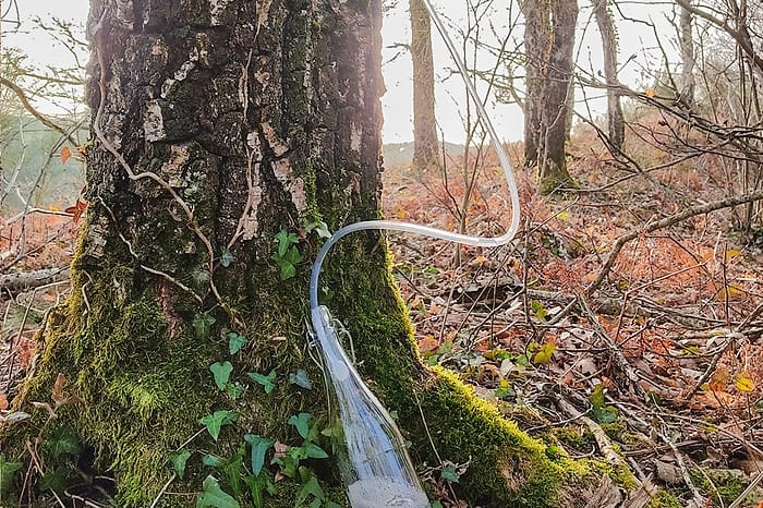Récolte de l'eau de bouleau