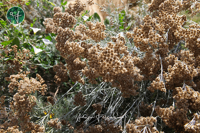 Fleurs sèches de l'Immortelle d'Italie