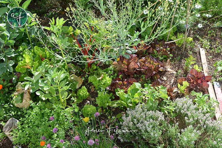 Associations de légumes au potager dans un jardin de ville