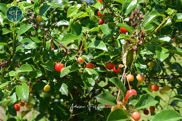 Cerisier nain avec ses fruits