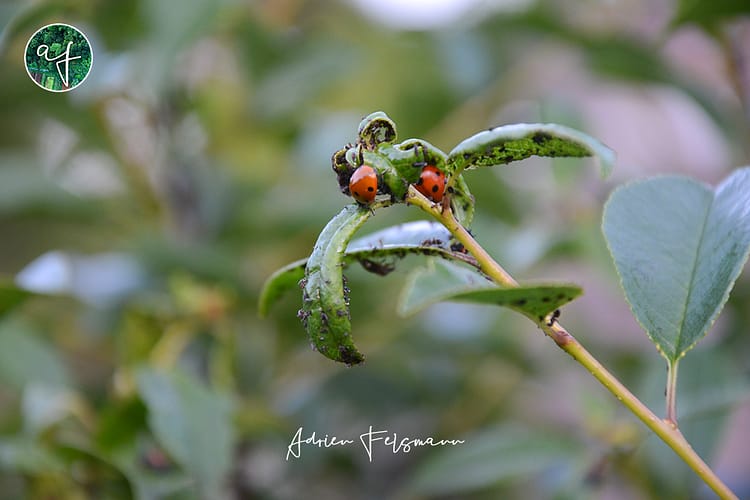 Coccinelles sur un cerisier nain