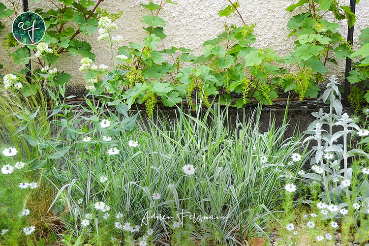 Vigne palissée et fleurs dans un jardin de ville