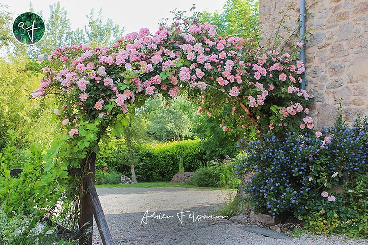 Arche de rosier à l'entrée de la maison