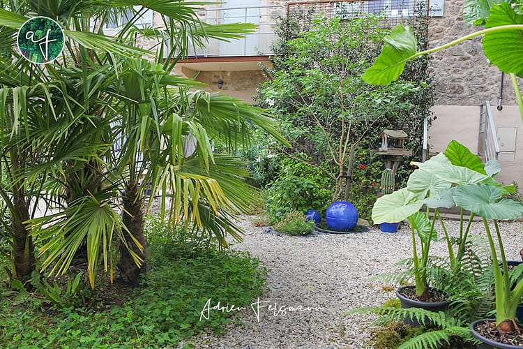 Jasmin étoilé grimpant