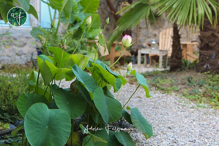 Lotus Chawan Basu dans un jardin méditerranéen