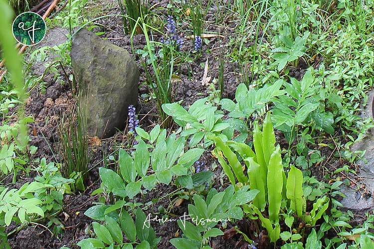 Plantes sauvages de terrain humide