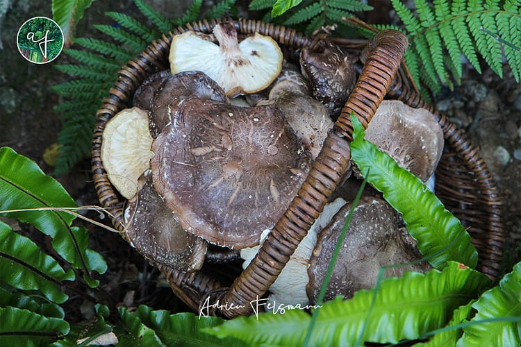 Récolte de champignons au jardin nourricier