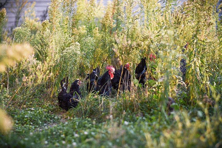 Poules dans une prairie naturelle