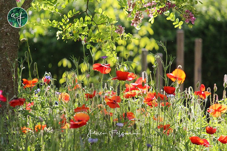 Prairie de coquelicots dans un jardin écologique