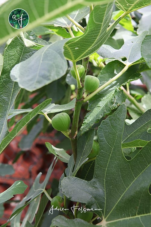 Figues sur un jeune figuier au jardin nourricier