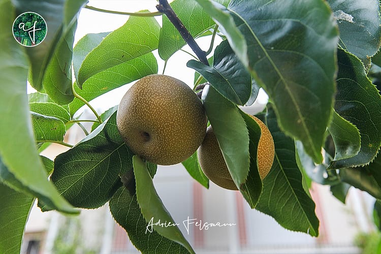 Poire japonaise ou nashi dans un jardin famillial