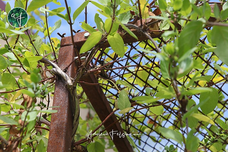 Détail d'une structure en fer forgé au jardin naturel