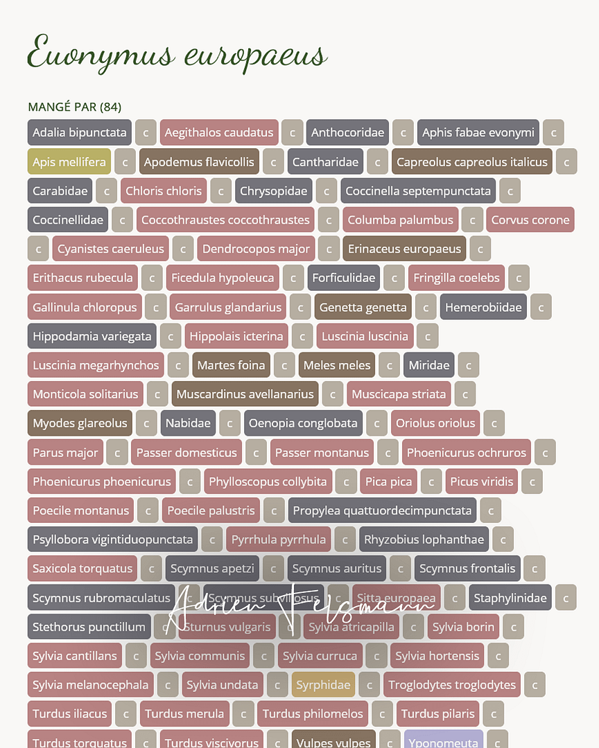 Faune attirée par le fusain d'Europe
