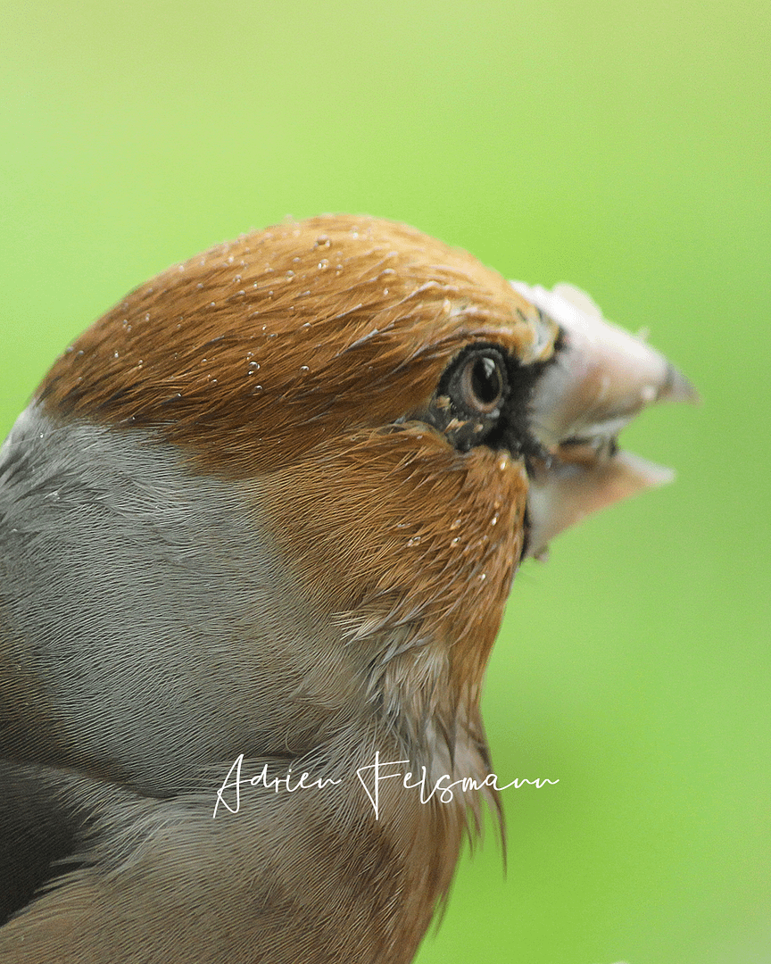 Gros-bec casse noyaux au jardin naturel