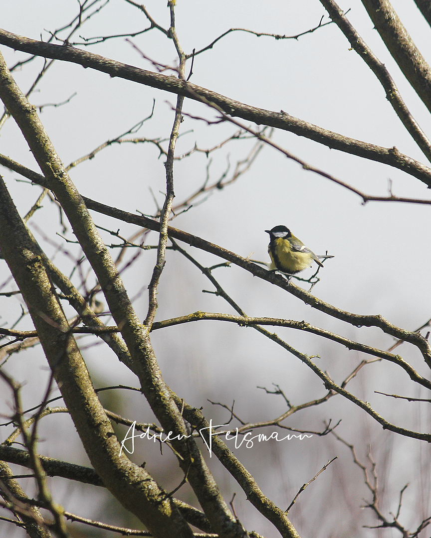Mésange, faune des arbres du jardin