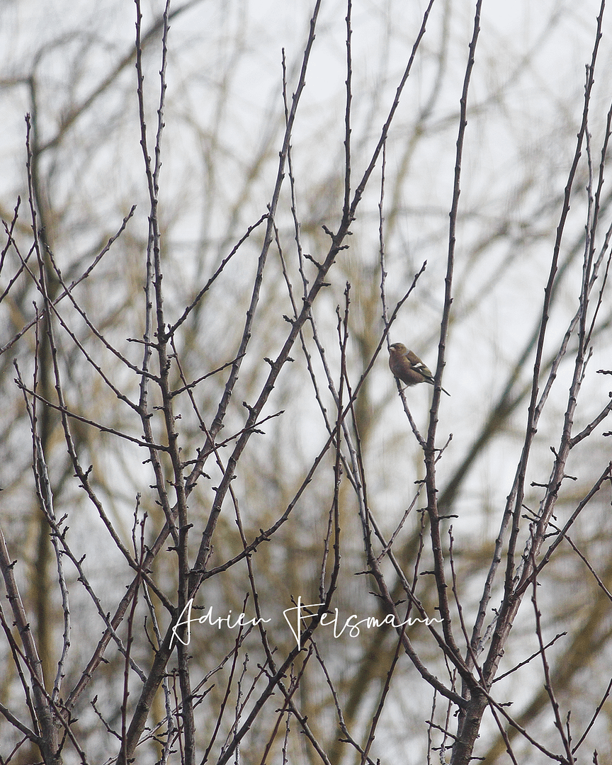 Pinson des arbres au verger