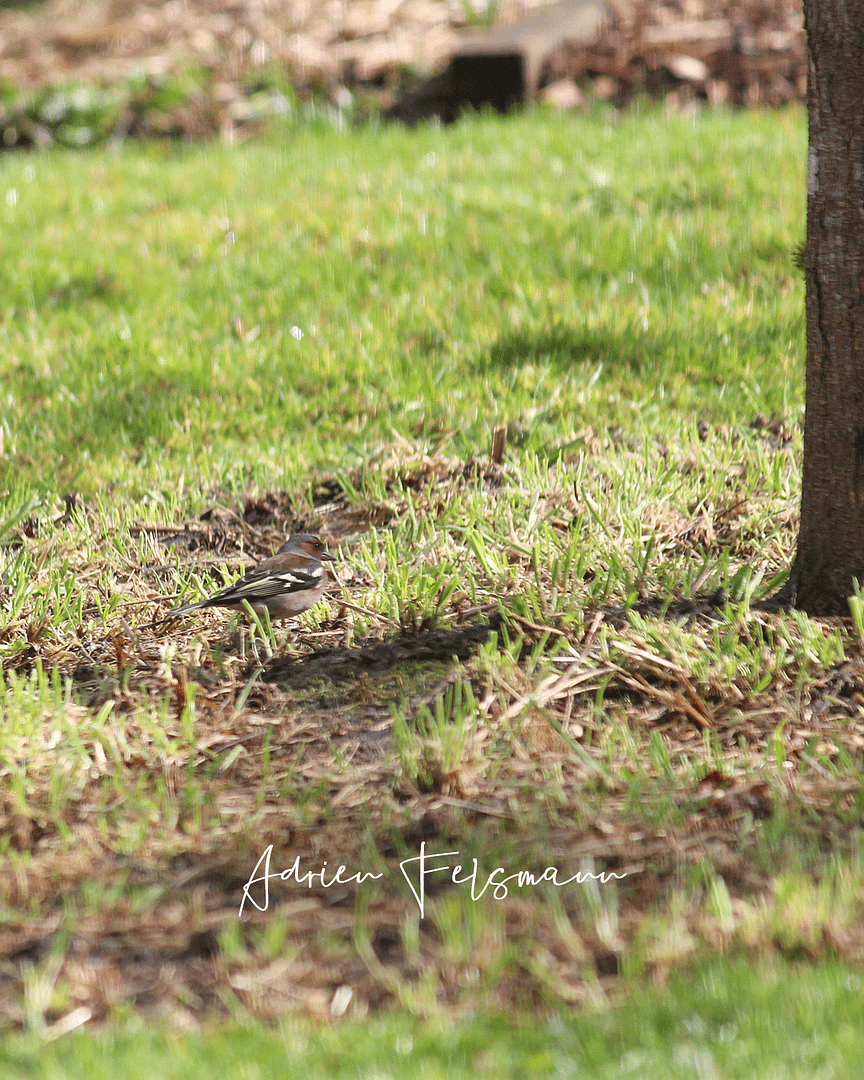 Pinson des arbres dans une prairie fleurie