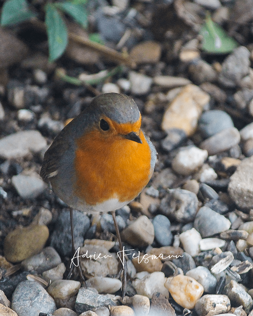 Rouge-gorge, le compagnon du jardinier