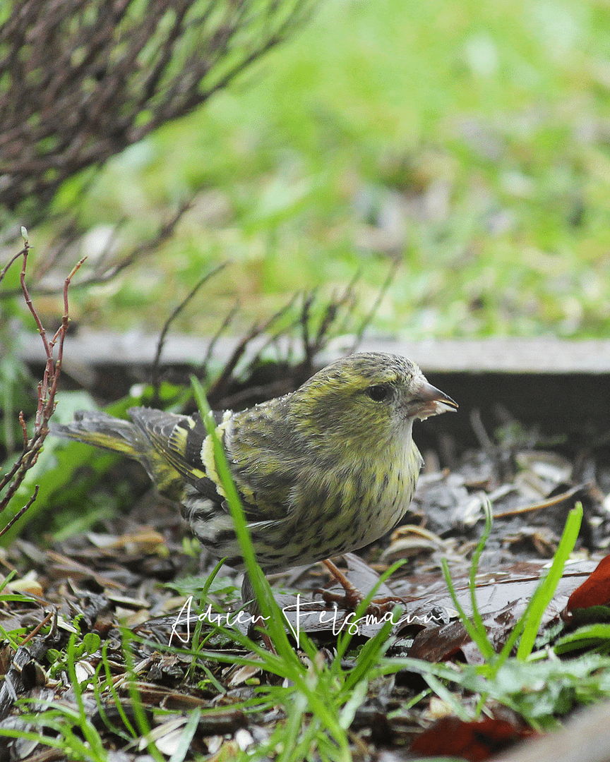 Tarin des aulnes, la petite faune des jardins