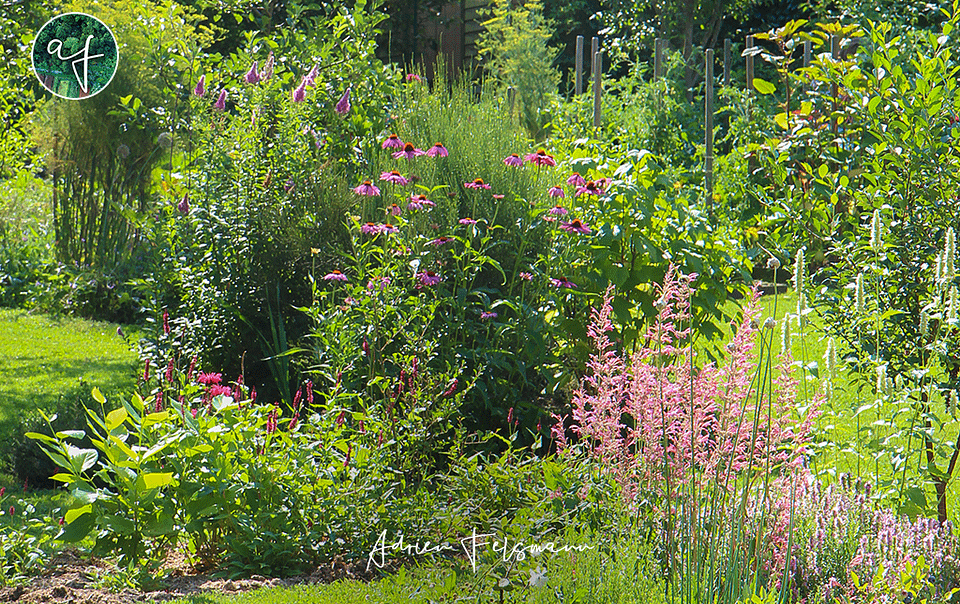 Association de plantes pour papillons